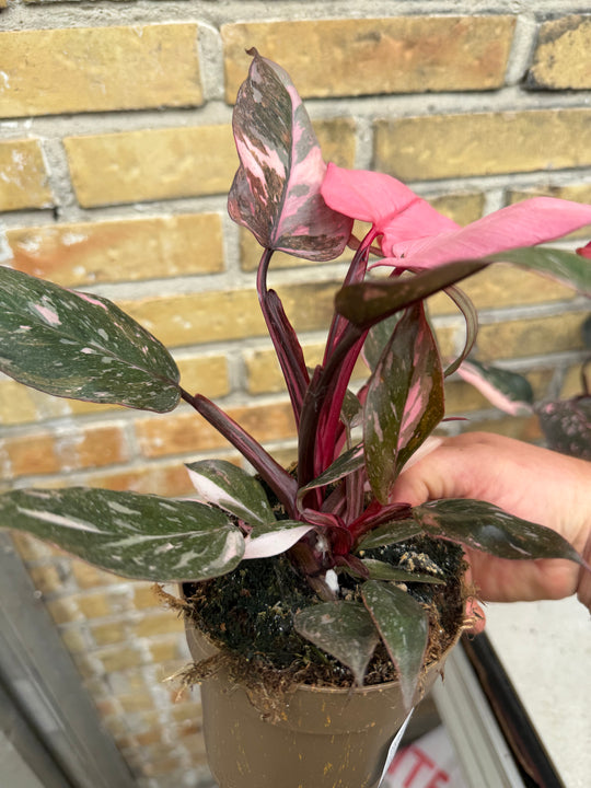 Philodendron pink princess mutation 2