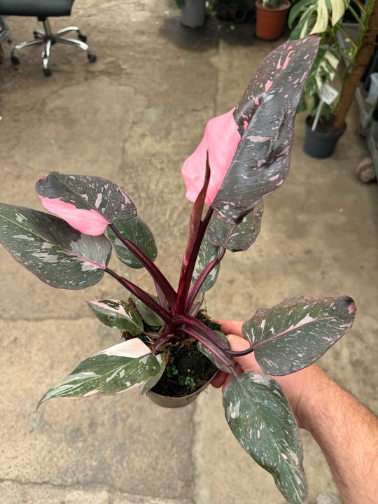 Philodendron pink princess marble galaxy