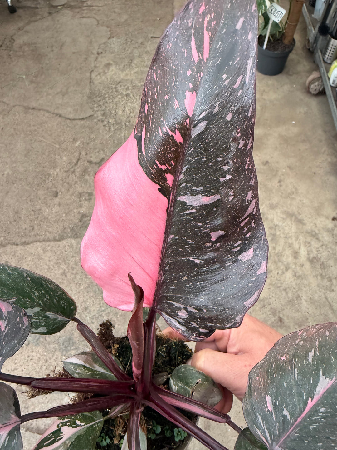 Philodendron pink princess marble galaxy