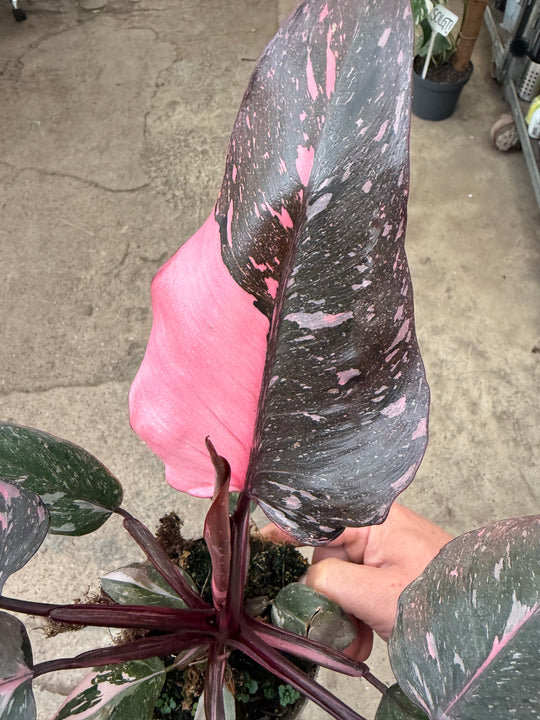 Philodendron pink princess marble galaxy