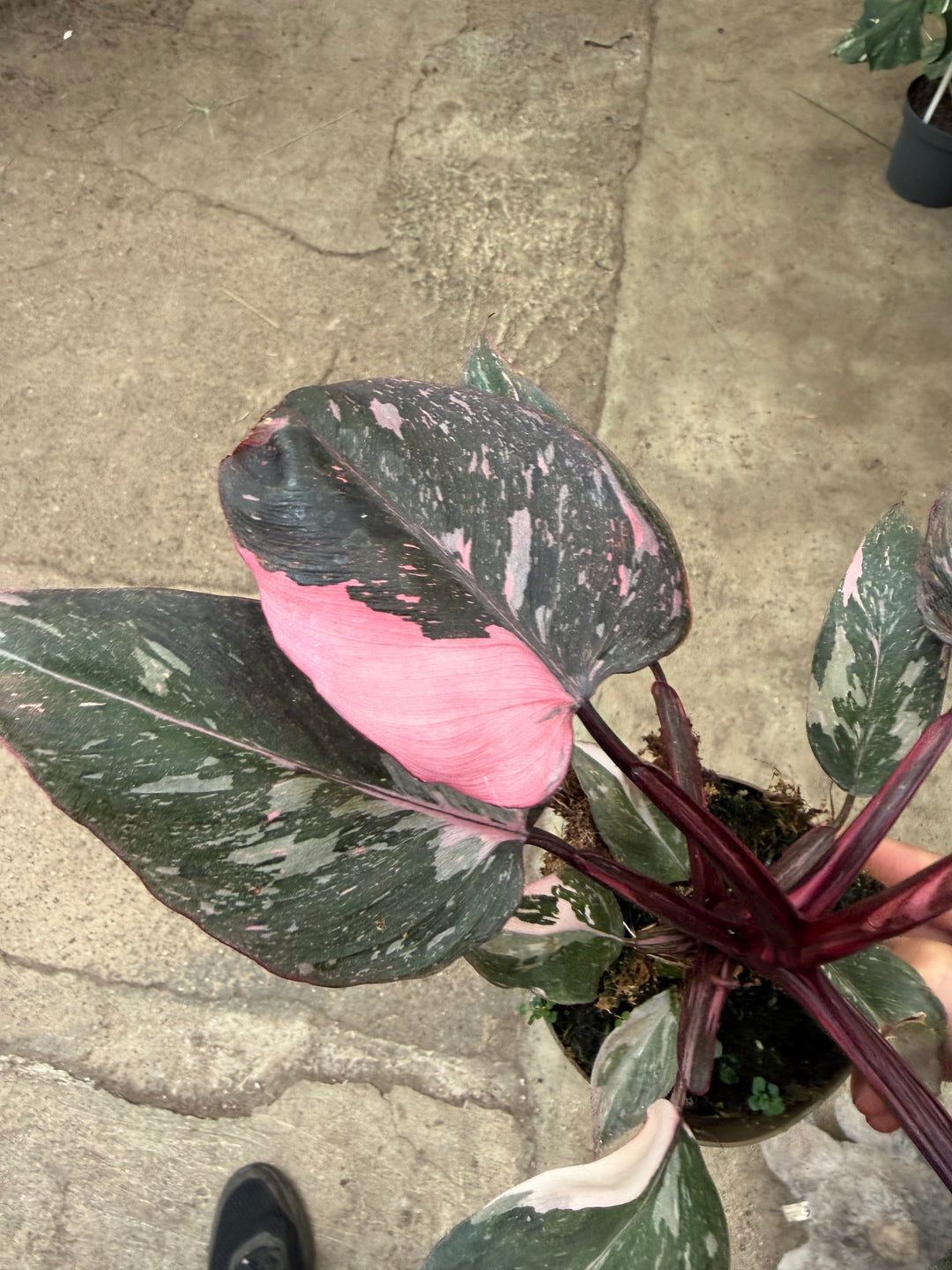 Philodendron pink princess marble galaxy