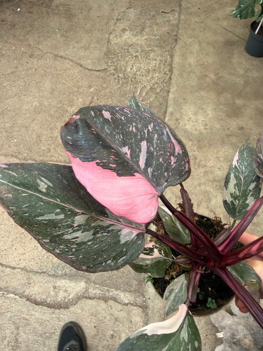 Philodendron pink princess marble galaxy