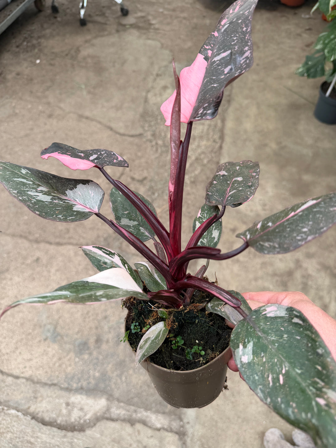Philodendron pink princess marble galaxy