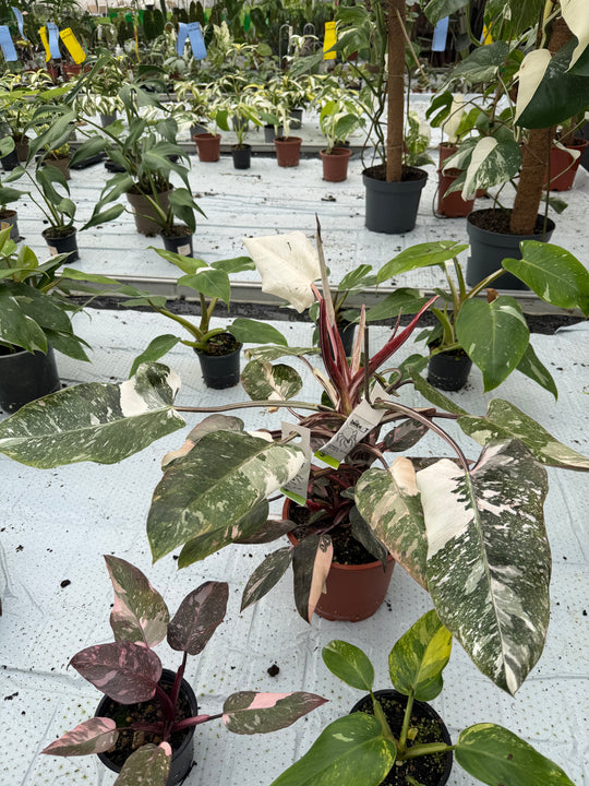 Philodendron pink princess mutation 3