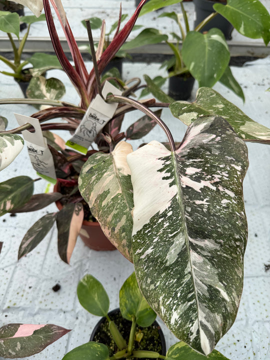Philodendron pink princess mutation 3