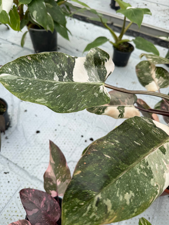 Philodendron pink princess mutation 3