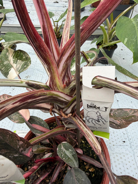 Philodendron pink princess mutation 3