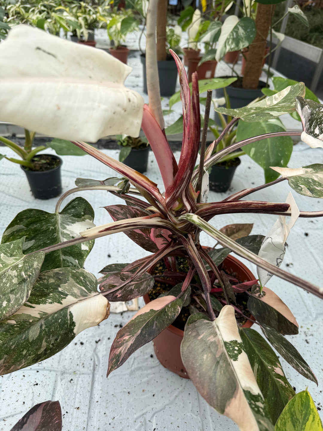 Philodendron pink princess mutation 3