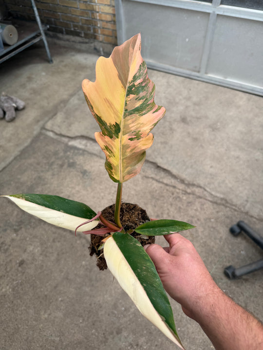 Philodendron caramel marble