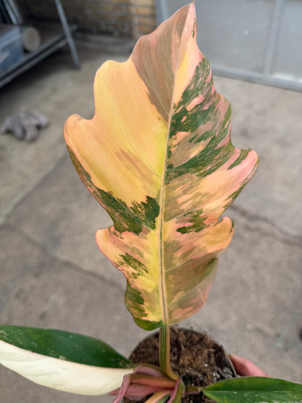 Philodendron caramel marble