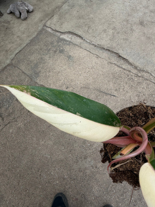 Philodendron caramel marble