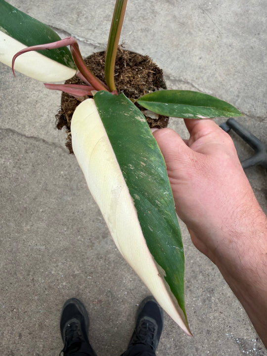 Philodendron caramel marble