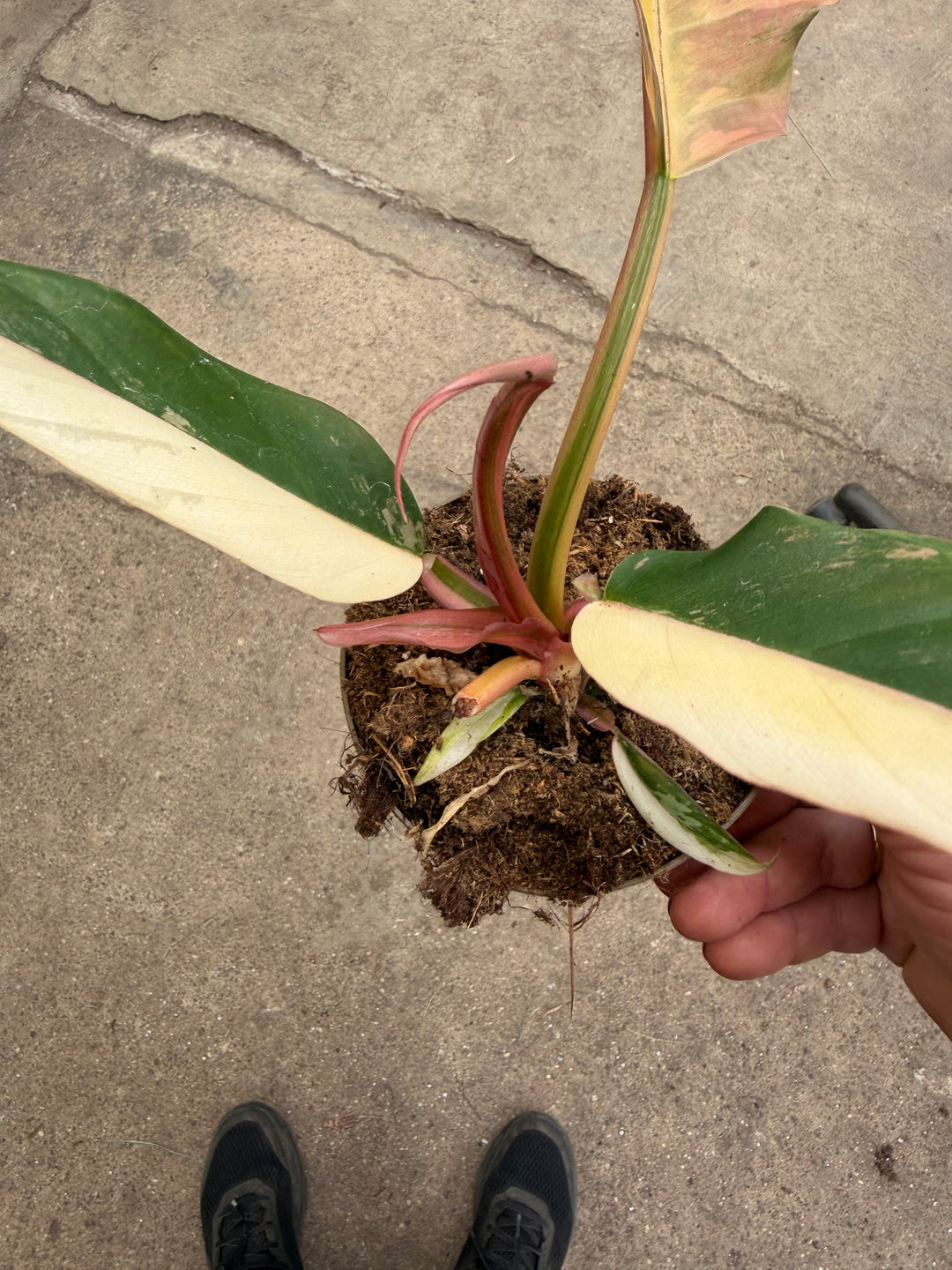 Philodendron caramel marble