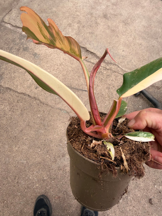 Philodendron caramel marble