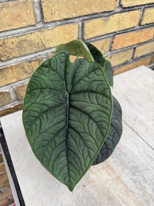 Alocasia Melo