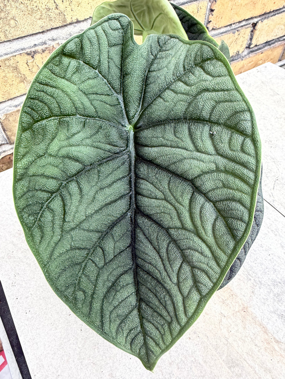 Alocasia Melo