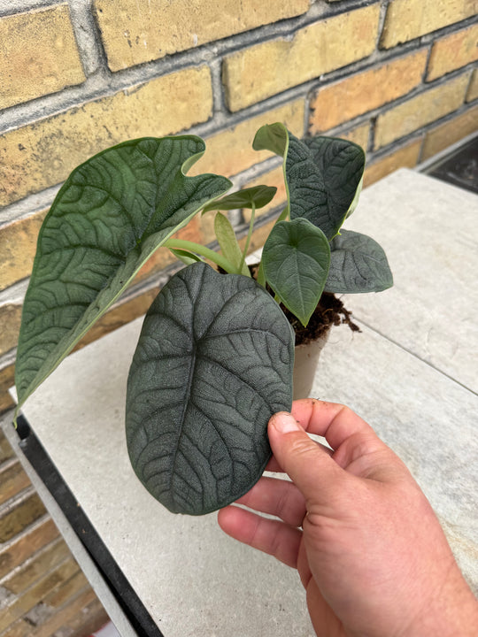 Alocasia Melo