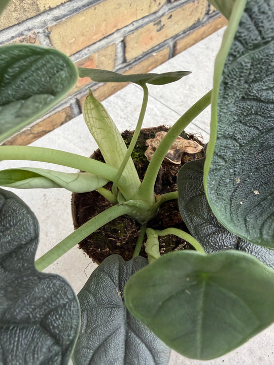 Alocasia Melo