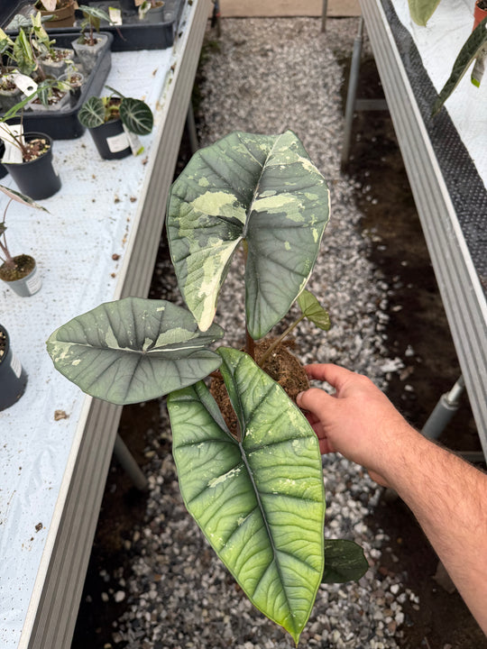 Alocasia platinium albo