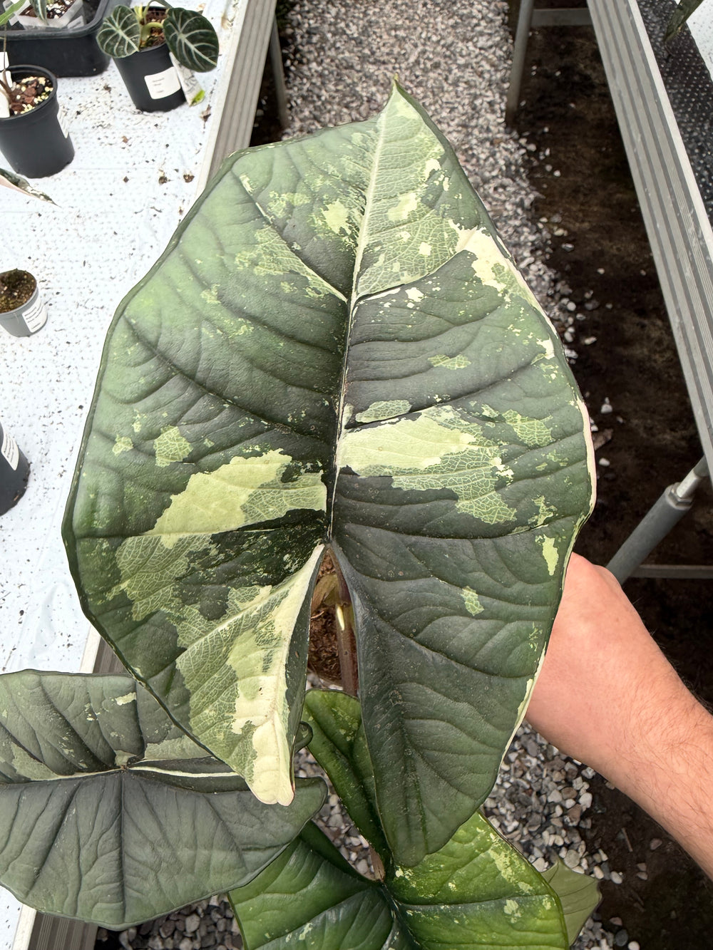 Alocasia platinium albo