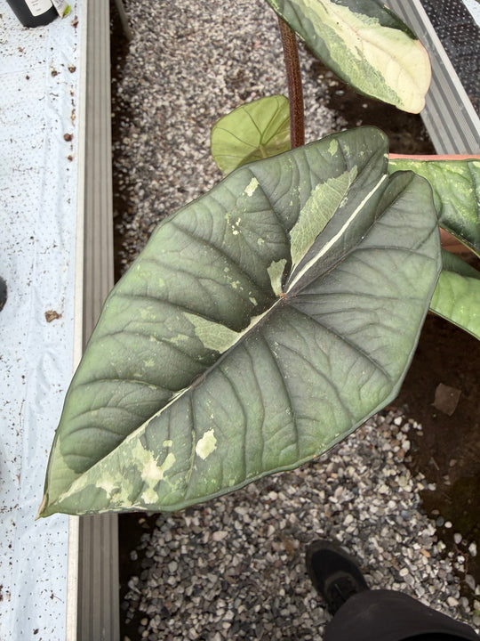 Alocasia platinium albo