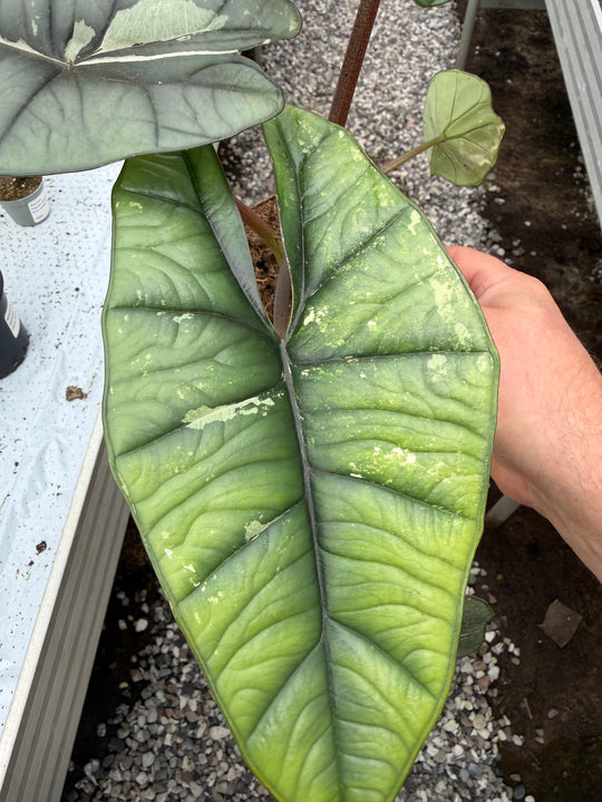 Alocasia platinium albo