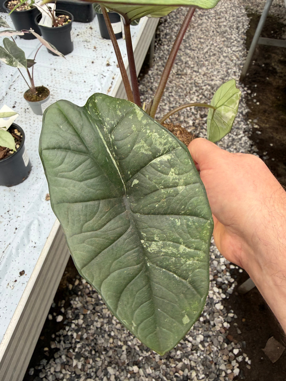 Alocasia platinium albo