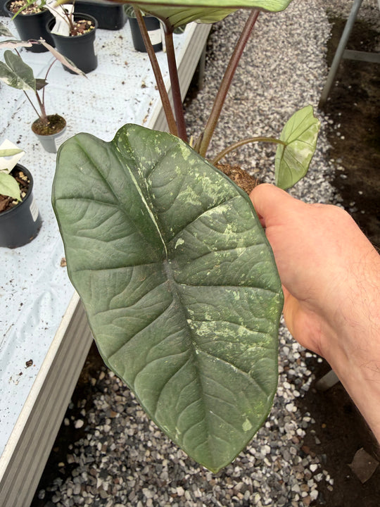 Alocasia platinium albo