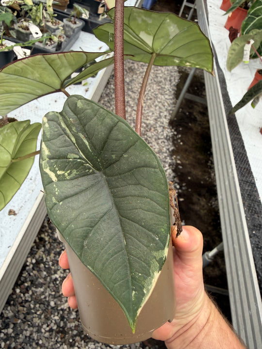 Alocasia platinium albo