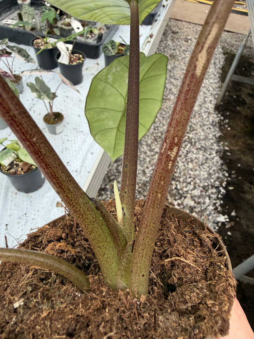 Alocasia platinium albo