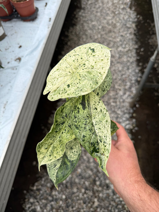 Alocasia dragon scale mint