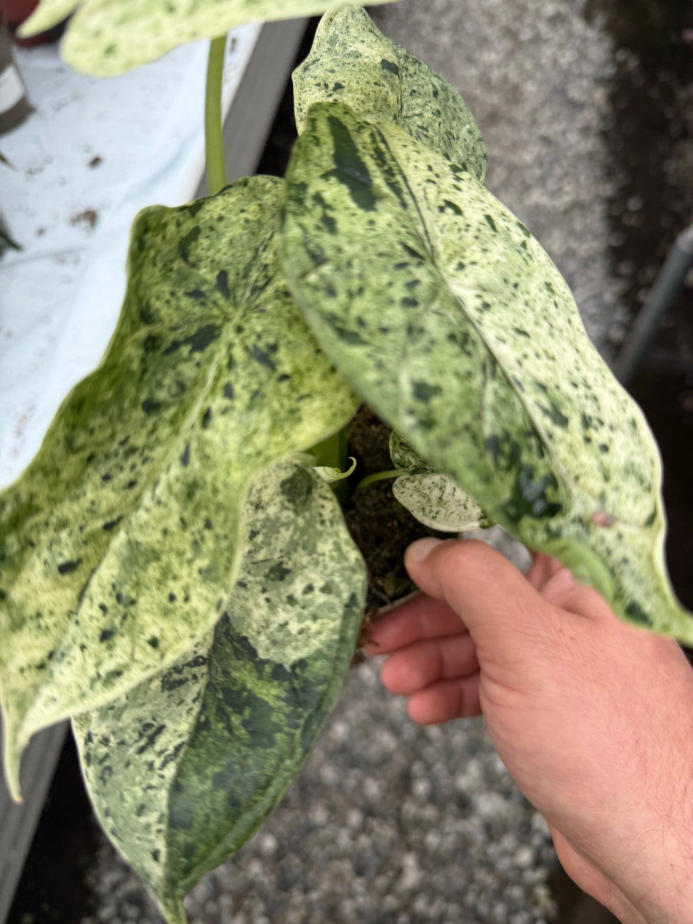 Alocasia dragon scale mint