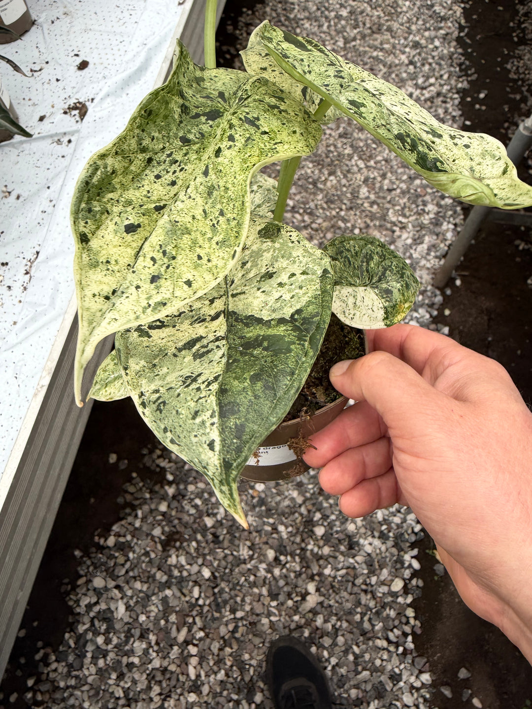 Alocasia dragon scale mint
