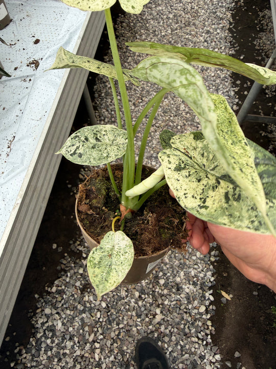 Alocasia dragon scale mint