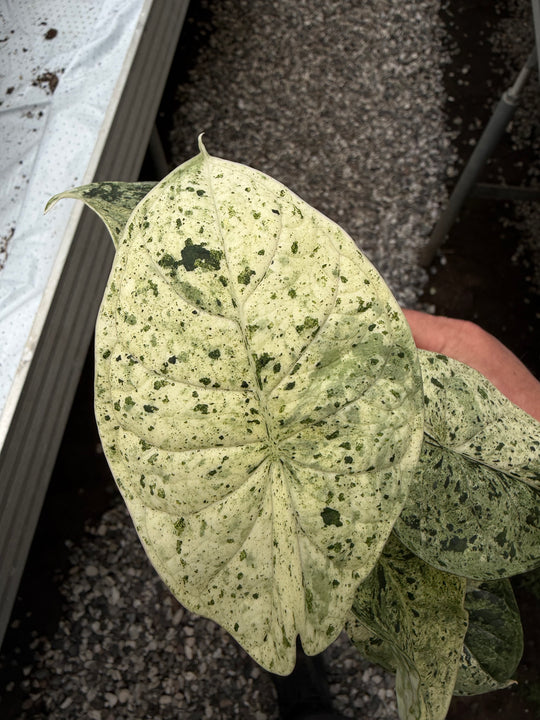 Alocasia dragon scale mint