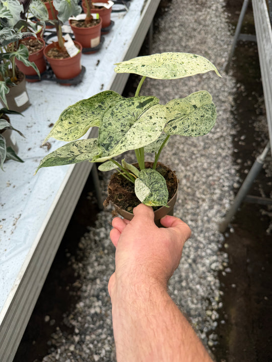 Alocasia dragon scale mint