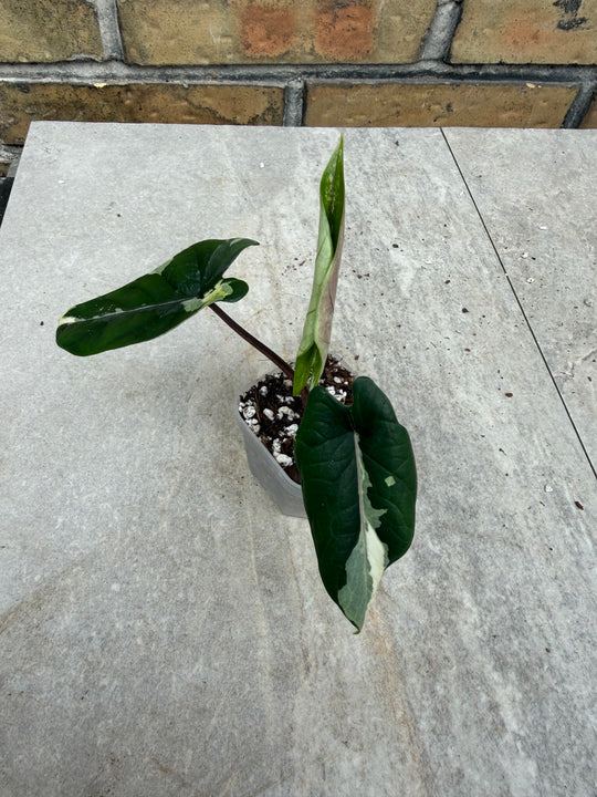 Alocasia Scalprum albo