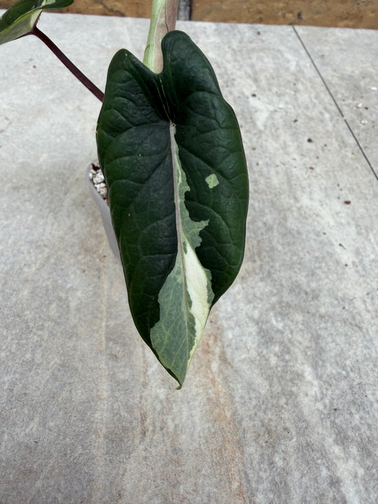 Alocasia Scalprum albo