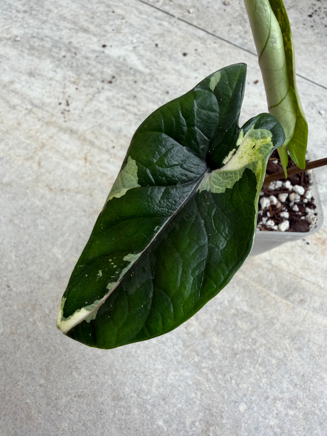 Alocasia Scalprum albo