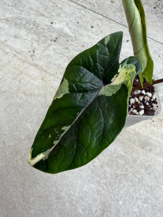 Alocasia Scalprum albo