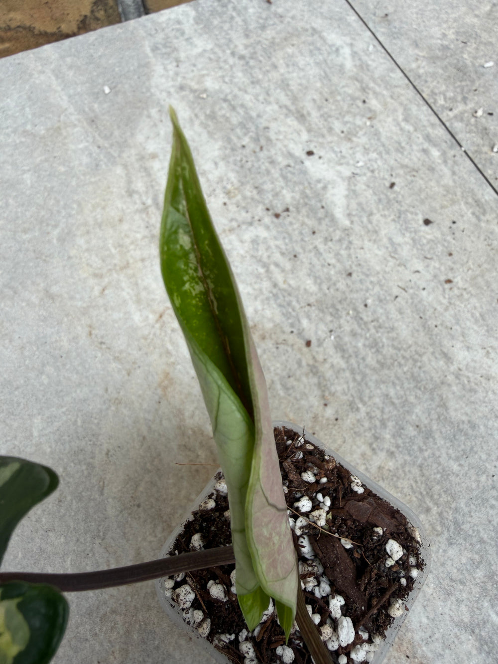 Alocasia Scalprum albo
