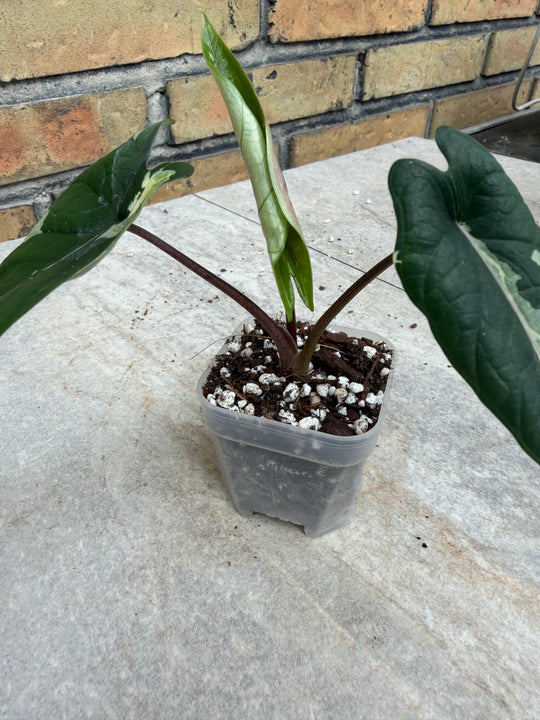 Alocasia Scalprum albo