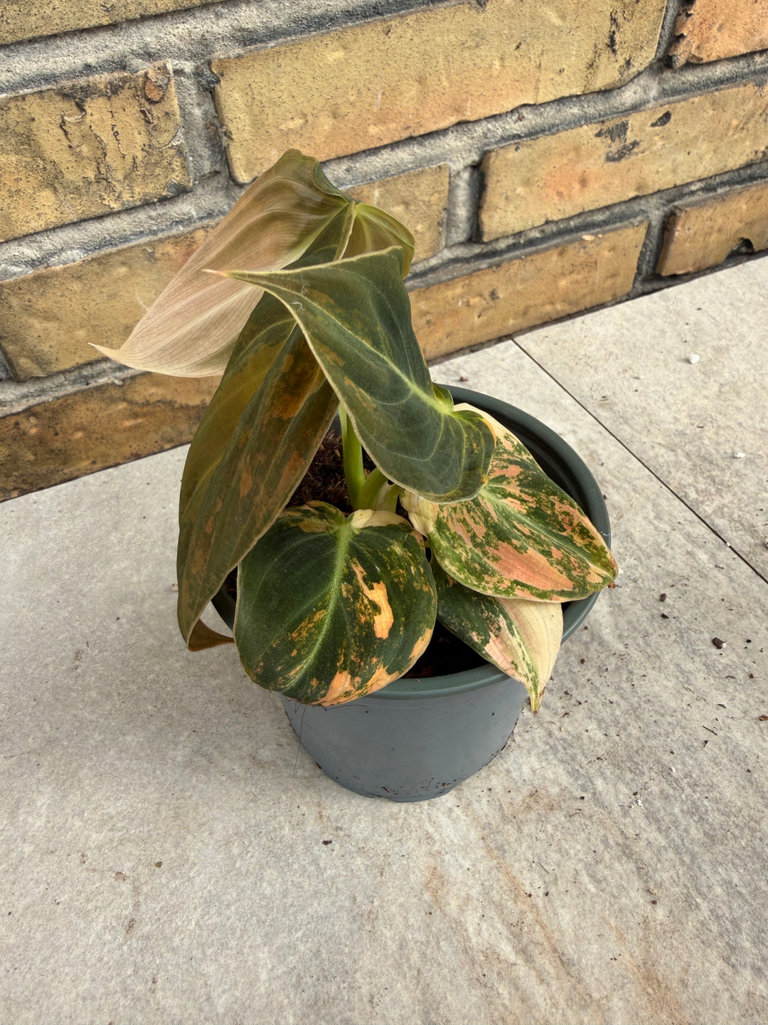 Philodendron melanochrysum pink variagata