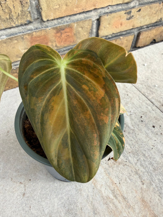 Philodendron melanochrysum pink variagata