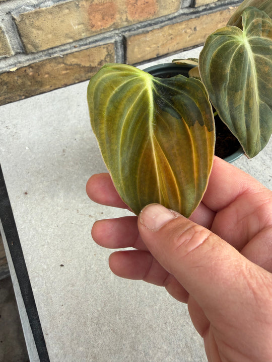 Philodendron melanochrysum pink variagata