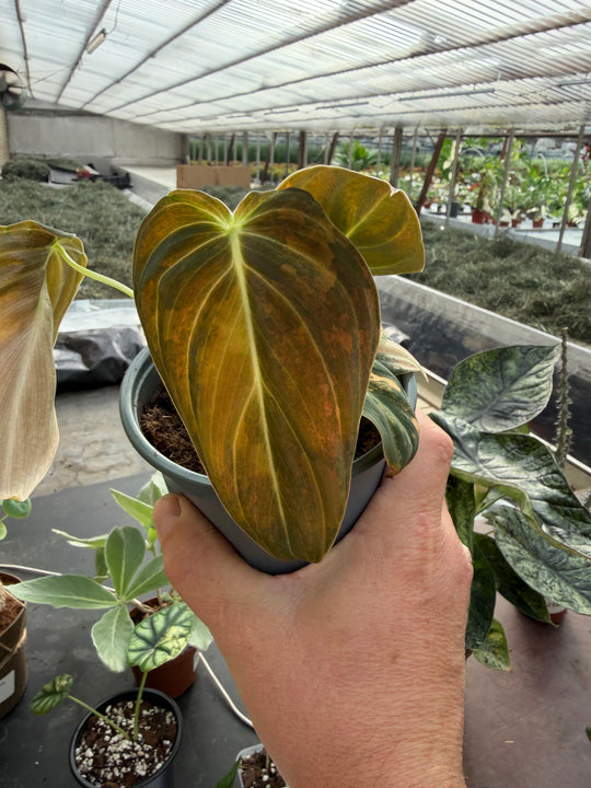 Philodendron melanochrysum pink variagata