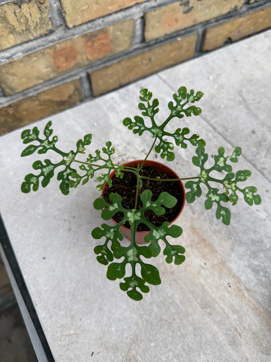 Adenia perrieri
