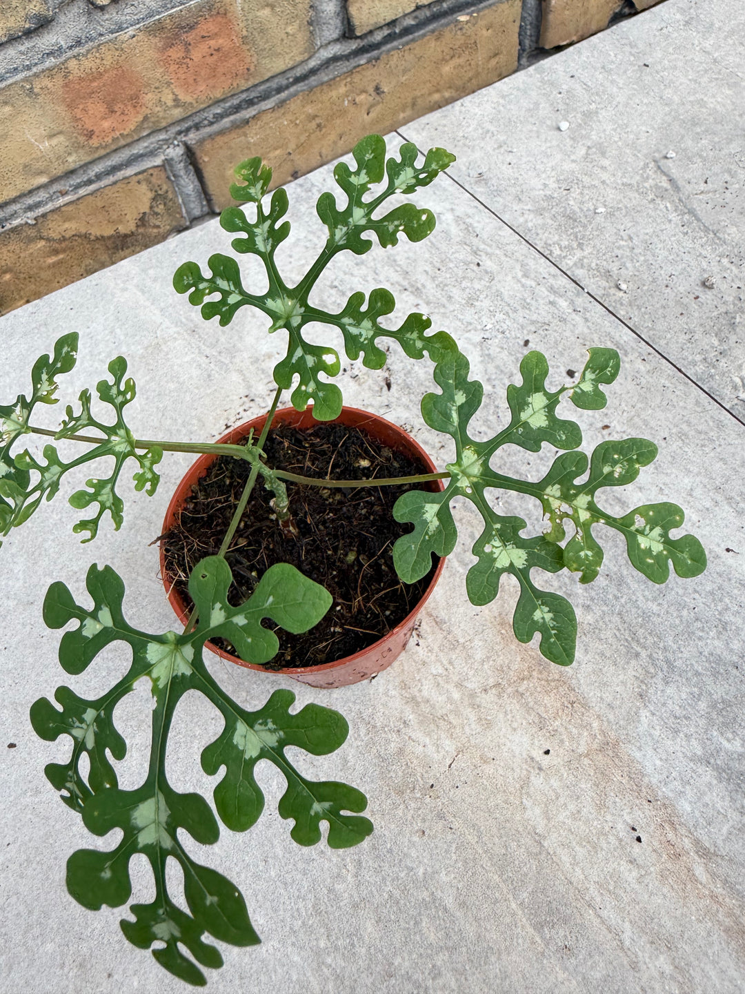 Adenia perrieri