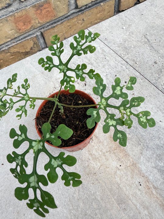 Adenia perrieri