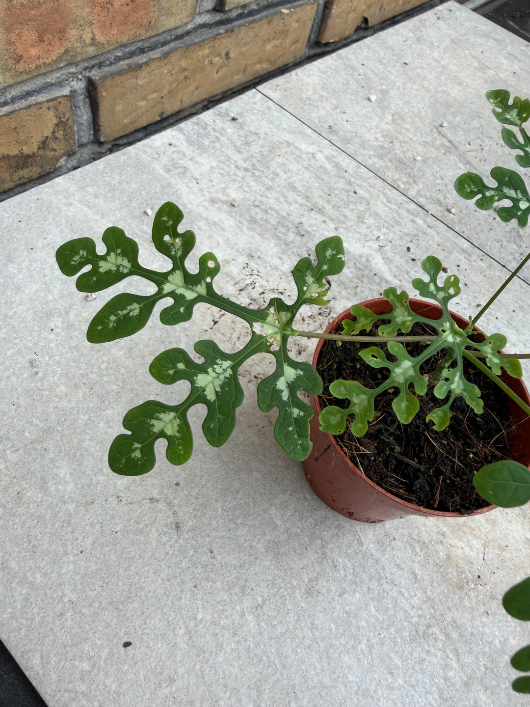 Adenia perrieri